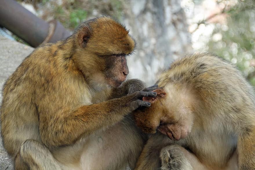 Barbary macaques are the monkeys found in Morocco. They were once populous, but they're now endangered because people steal their infants from the wild. These people use the monkeys to entertain tourists, or to sell as pets.